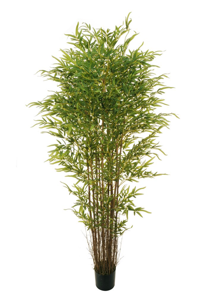 Feuillazur Rungis Bamboo oriental plante verte intérieure