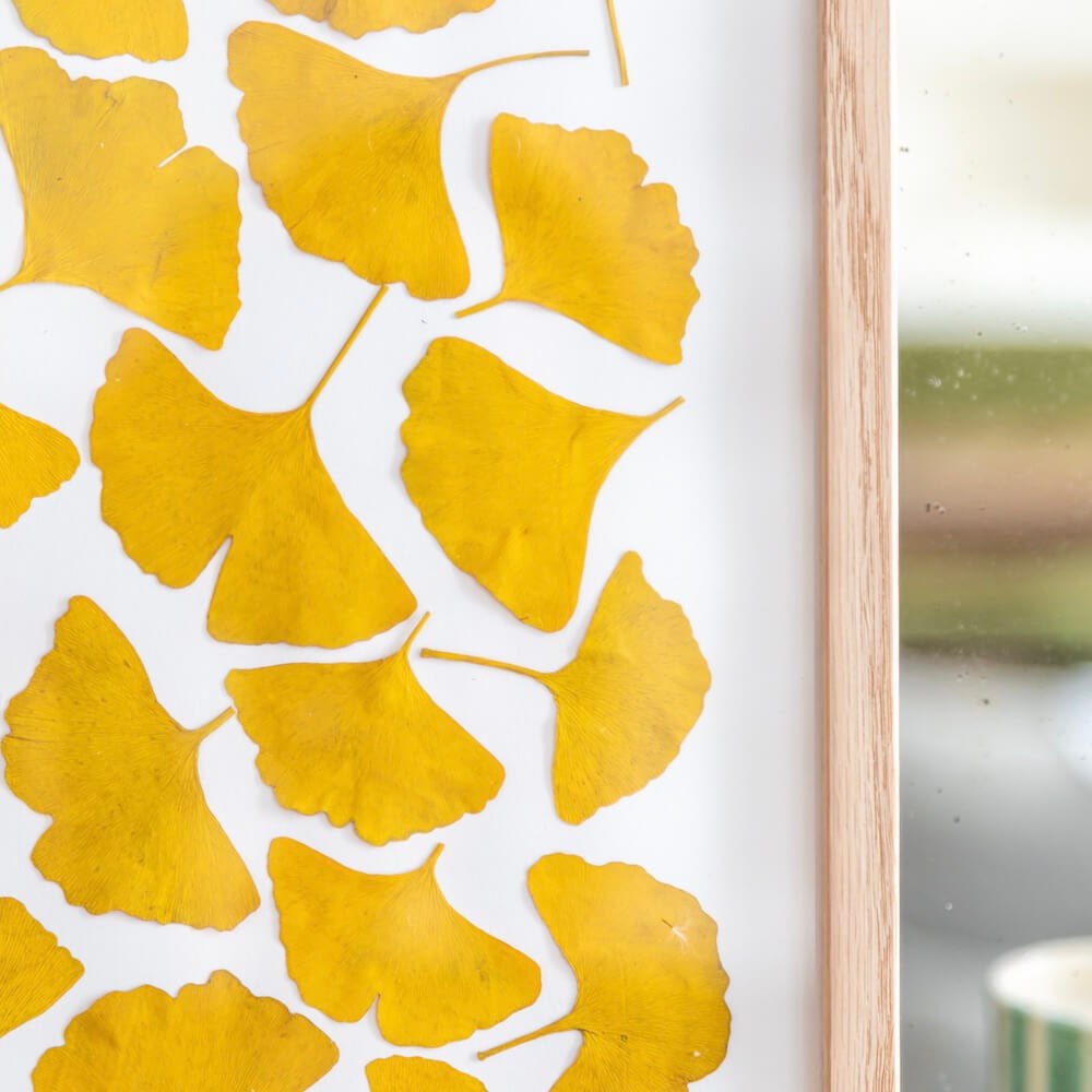 Flowrette Herbier Camaieux de Ginkgo A4 feuilles séchées