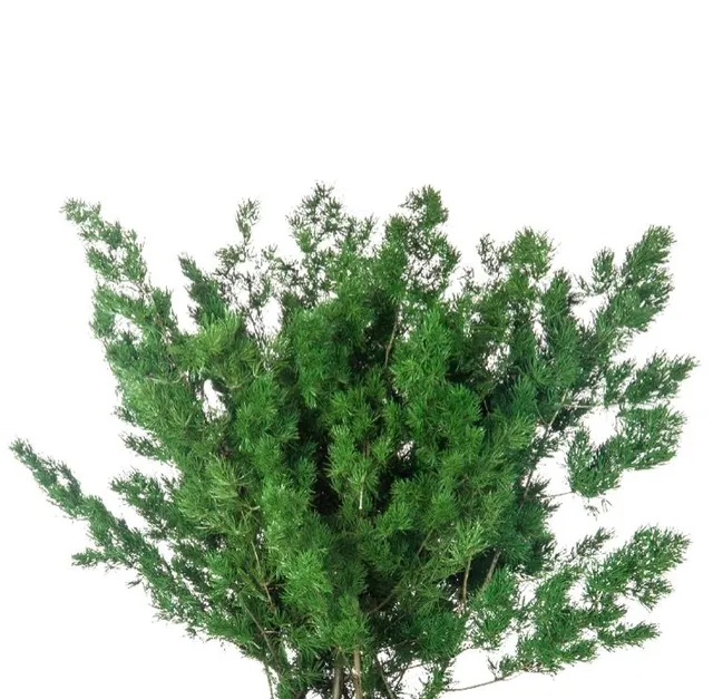 Feuillazur Rungis Fougère Ming plante stabilisée vert 40cm