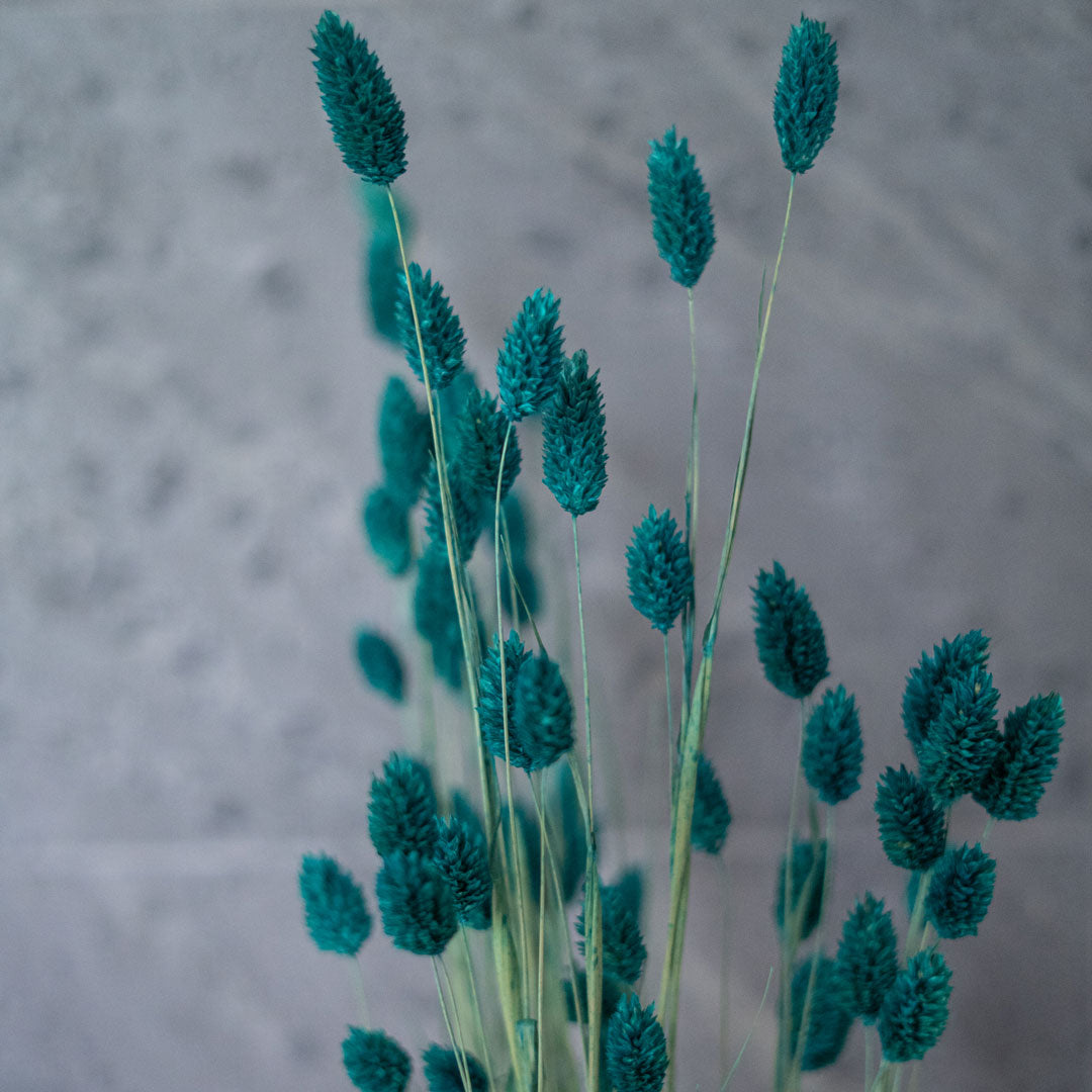 Flowrette Phalaris Vert émeraude fleurs séchées botte teintée