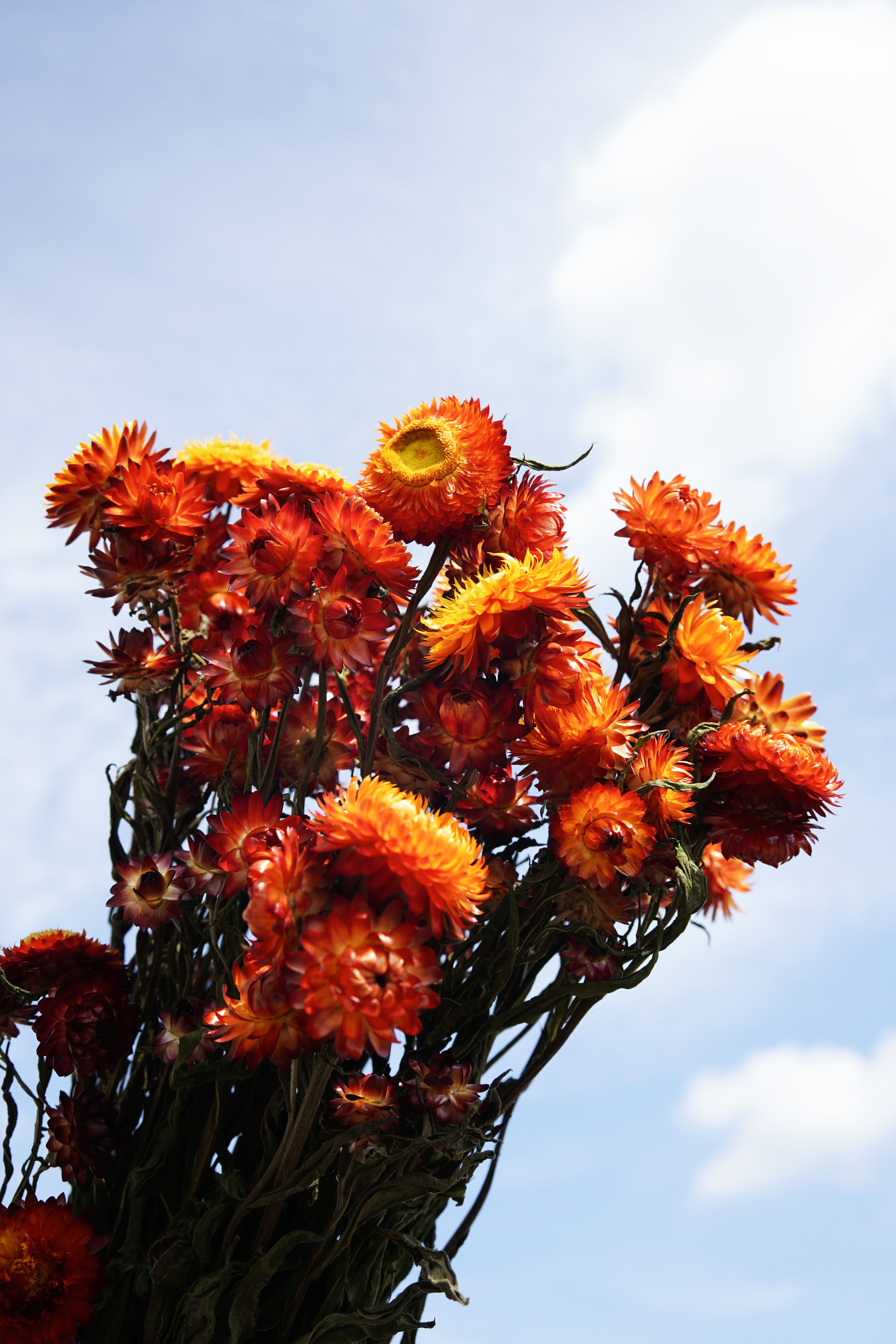 Flowrette Fleurs séchées botte Helichrysum orange x1
