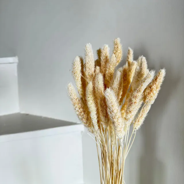 Flowrette Sétaire Botte fleurs séchées blanc x1