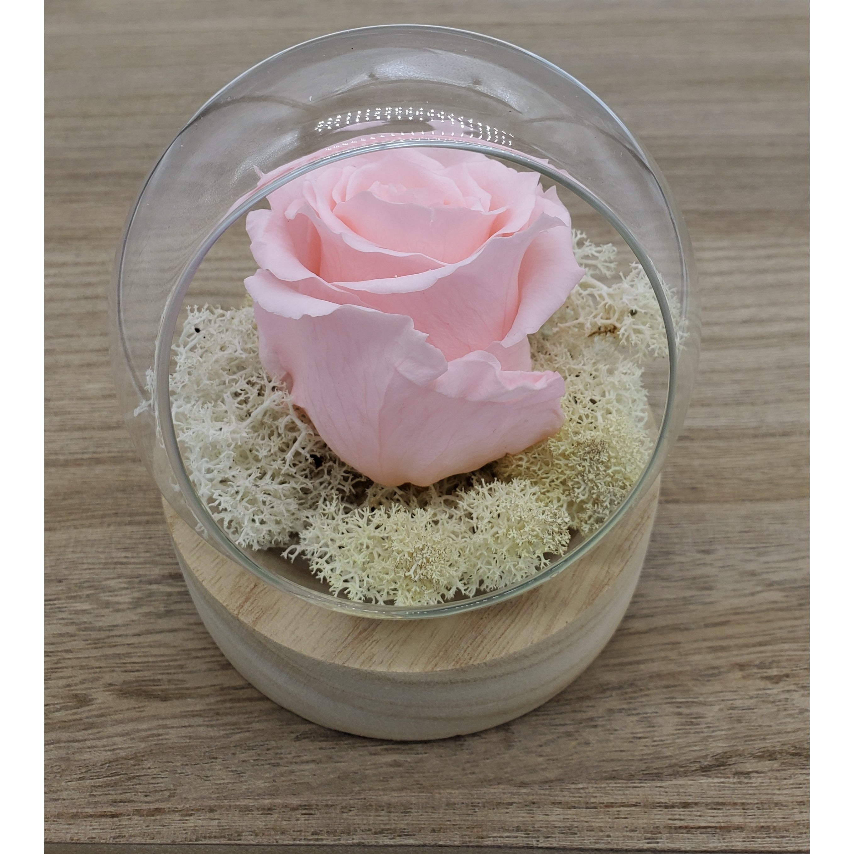 ATELIERS OUCHAMP Place Mexico rose éternelle blanche 10cm