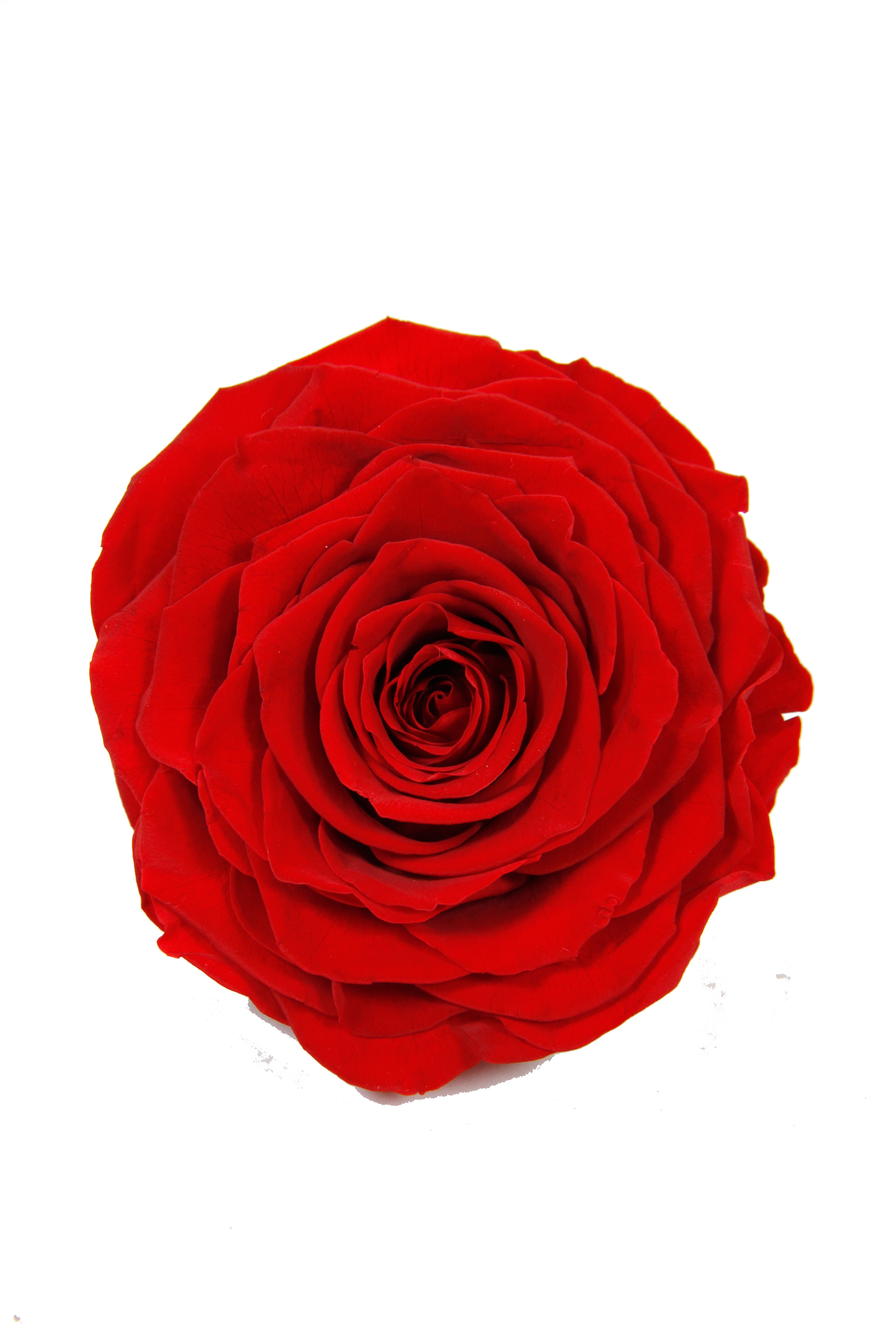 Feuillazur Rungis Rose stabilisée XL fleur rouge 10cm
