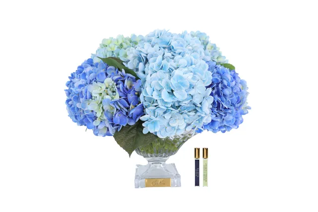 Côte Noire Hydrangeas BCH03 fleurs bleues Bordeaux Gold