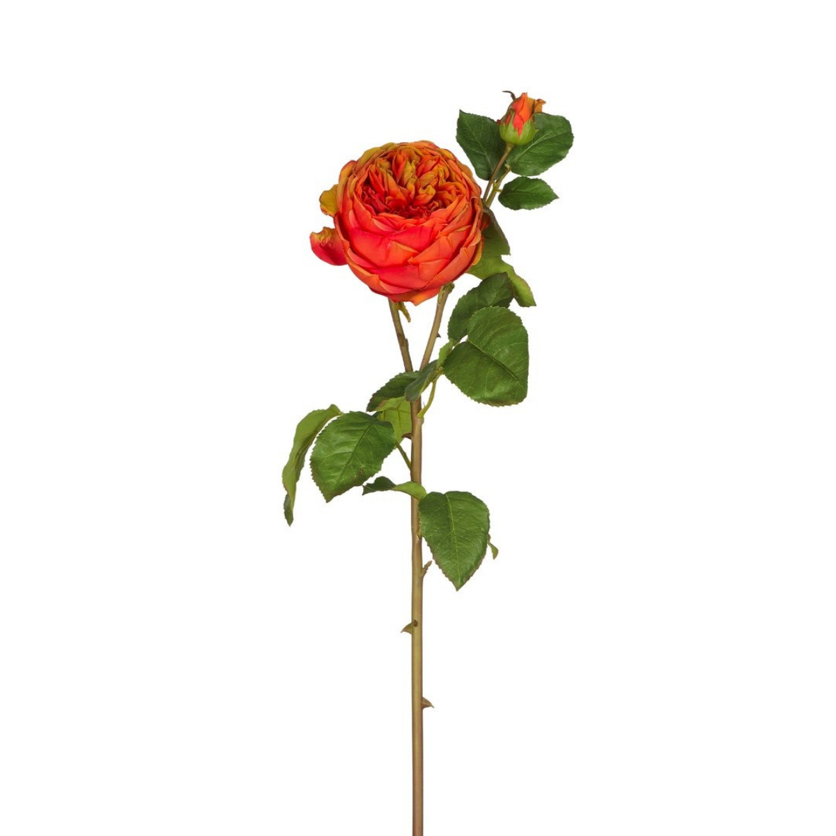 Sia Home Rose David fermée tige artificielle rose pâle 80 cm