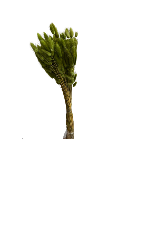 Feuillazur Rungis Lagurus fleur séchée 70 cm naturel