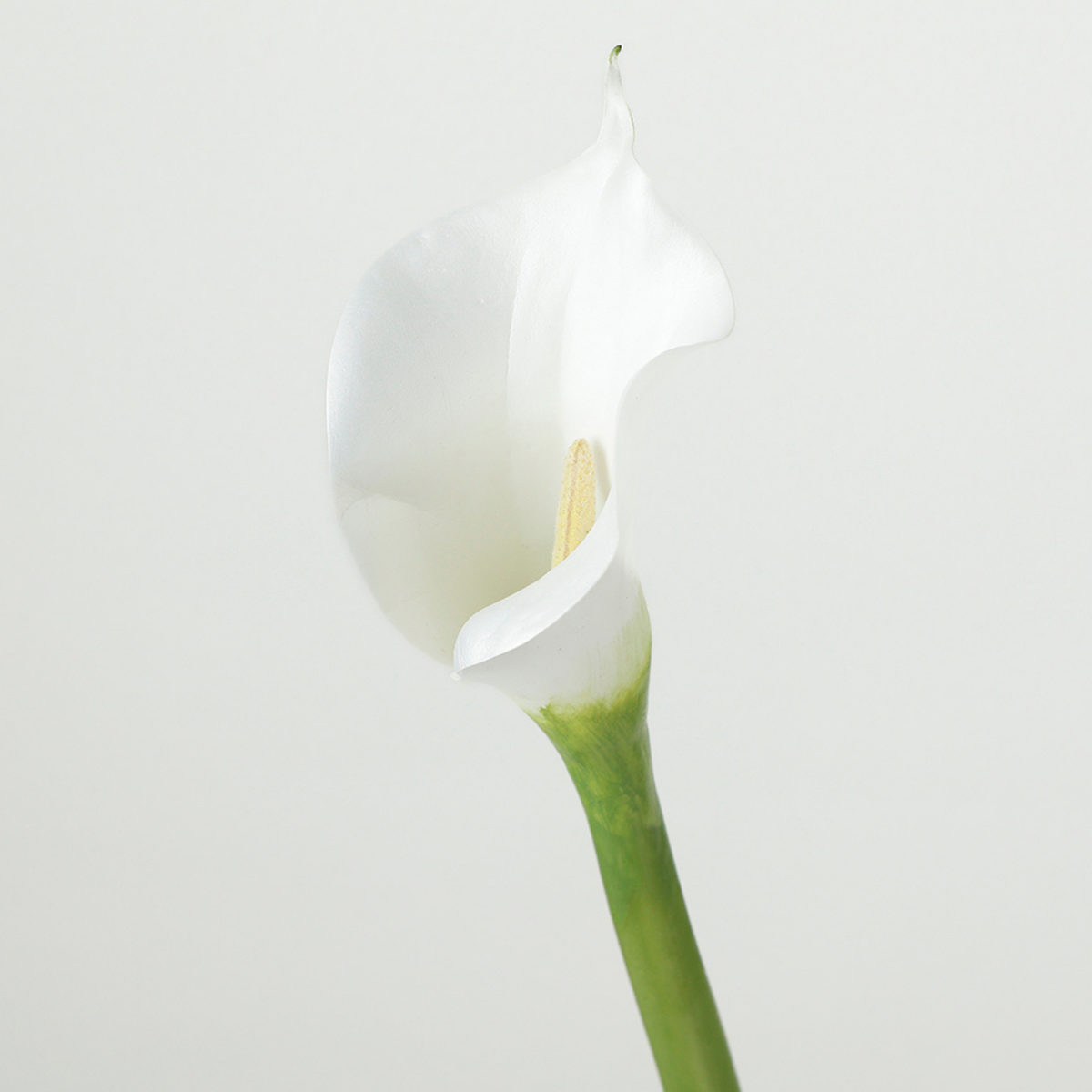 Sia Home Arum spathe court Premium blanc 75 cm tige
