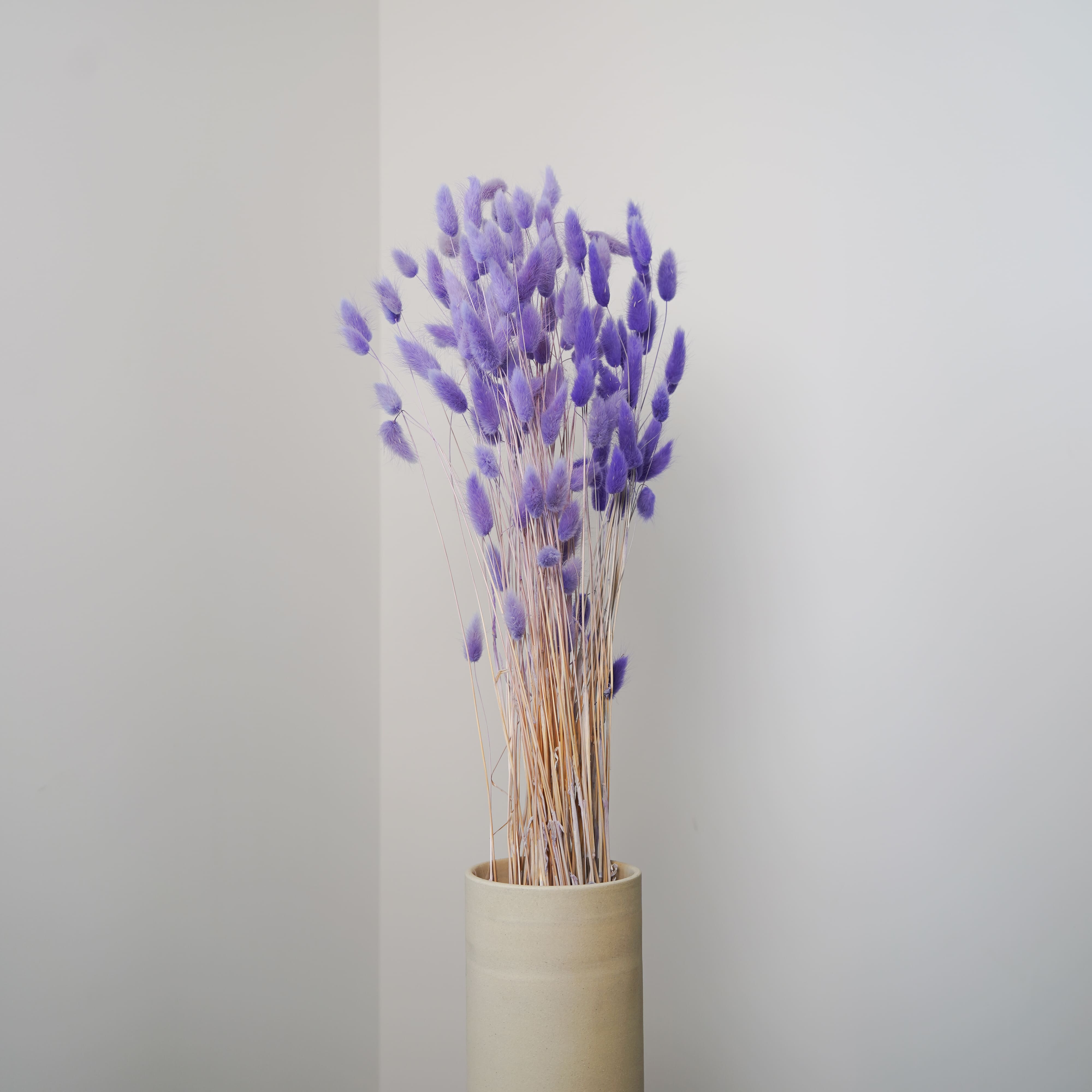 Flowrette Lagurus violet clair fleurs séchées botte x1
