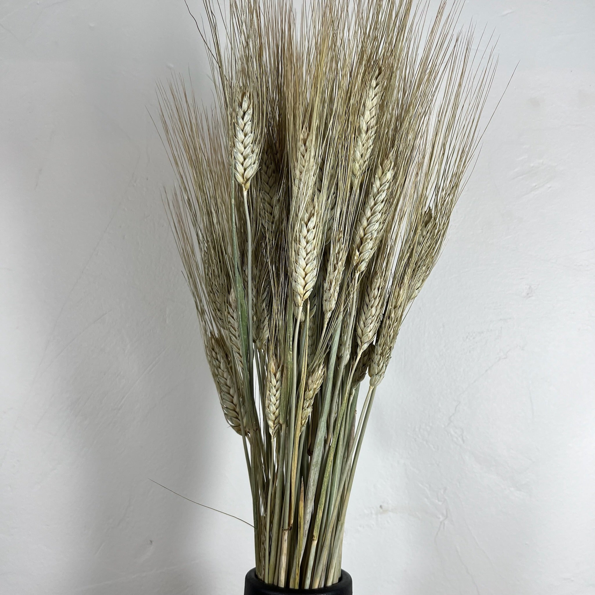 Ateliers Ouchamp Botte blé séché champagne 30 cm 100 g