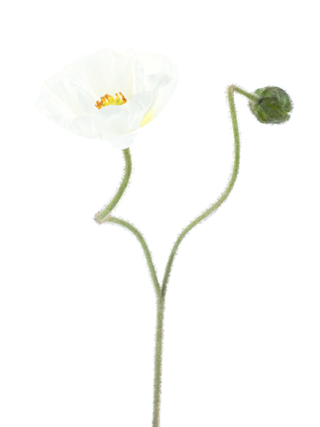 Feuillazur Rungis Coquelicot branche artificielle rouge 81cm