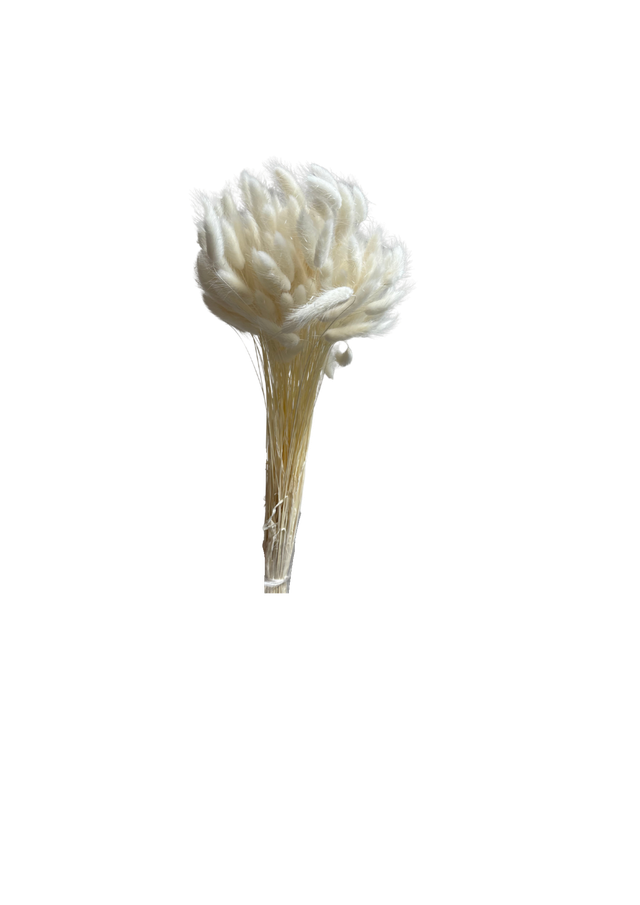 Feuillazur Rungis Lagurus fleur séchée 70 cm naturel