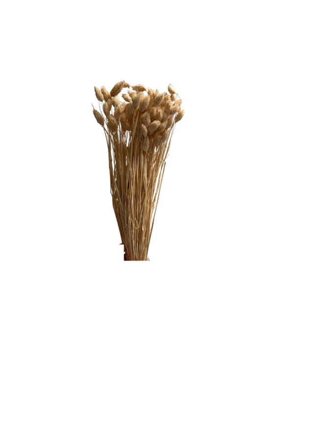 Feuillazur Rungis Phalaris séché naturel 60cm bouquet