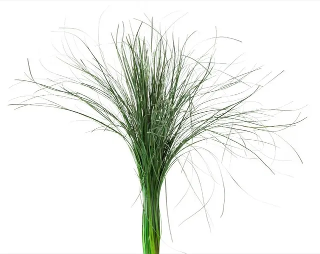 Feuillazur Rungis Orge stabilisée graminée vert 60cm
