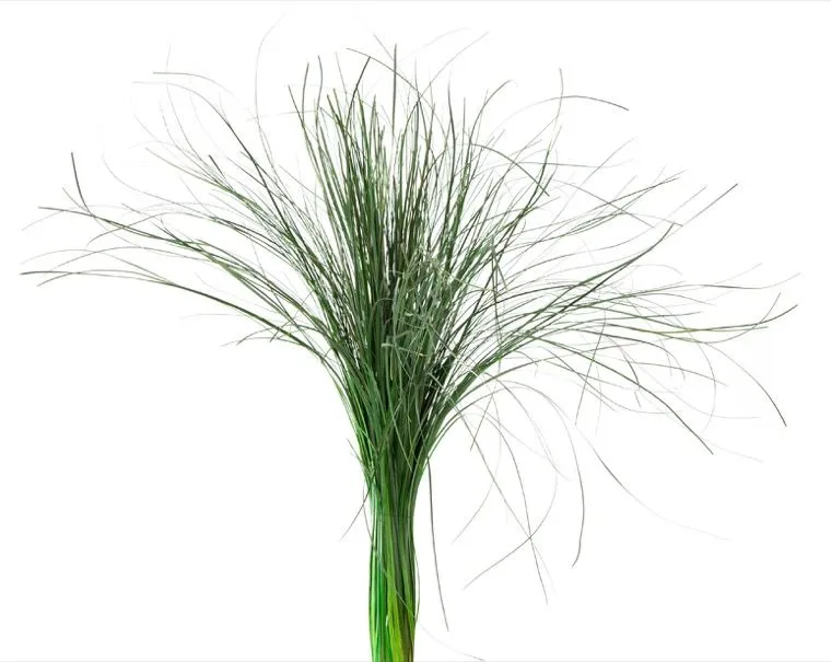 Feuillazur Rungis Orge stabilisée graminée vert 60cm