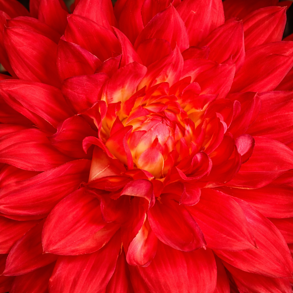 Sia Home Dahlia Premium 70 cm fleur artificielle orange