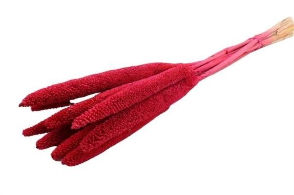 Feuillazur Rungis Babala fleur séchée naturel 70cm