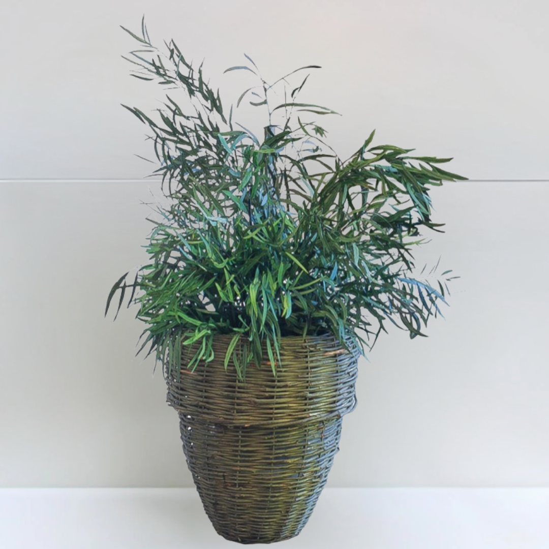 Ateliers Ouchamp Plantes Eucalyptus Cinerea plante stabilisée 40 cm