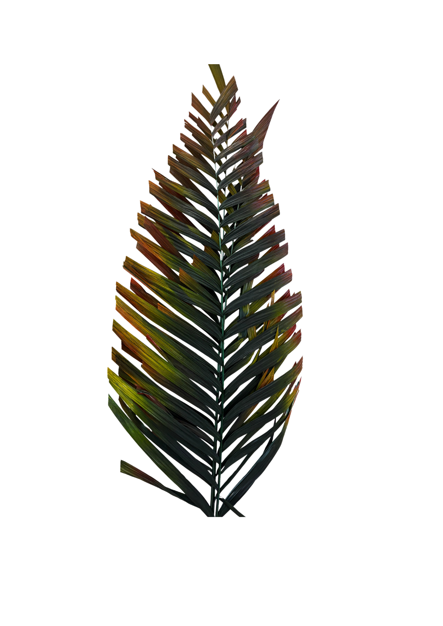 Feuillazur Rungis Areca Cut feuillage stabilisé vert et rouge