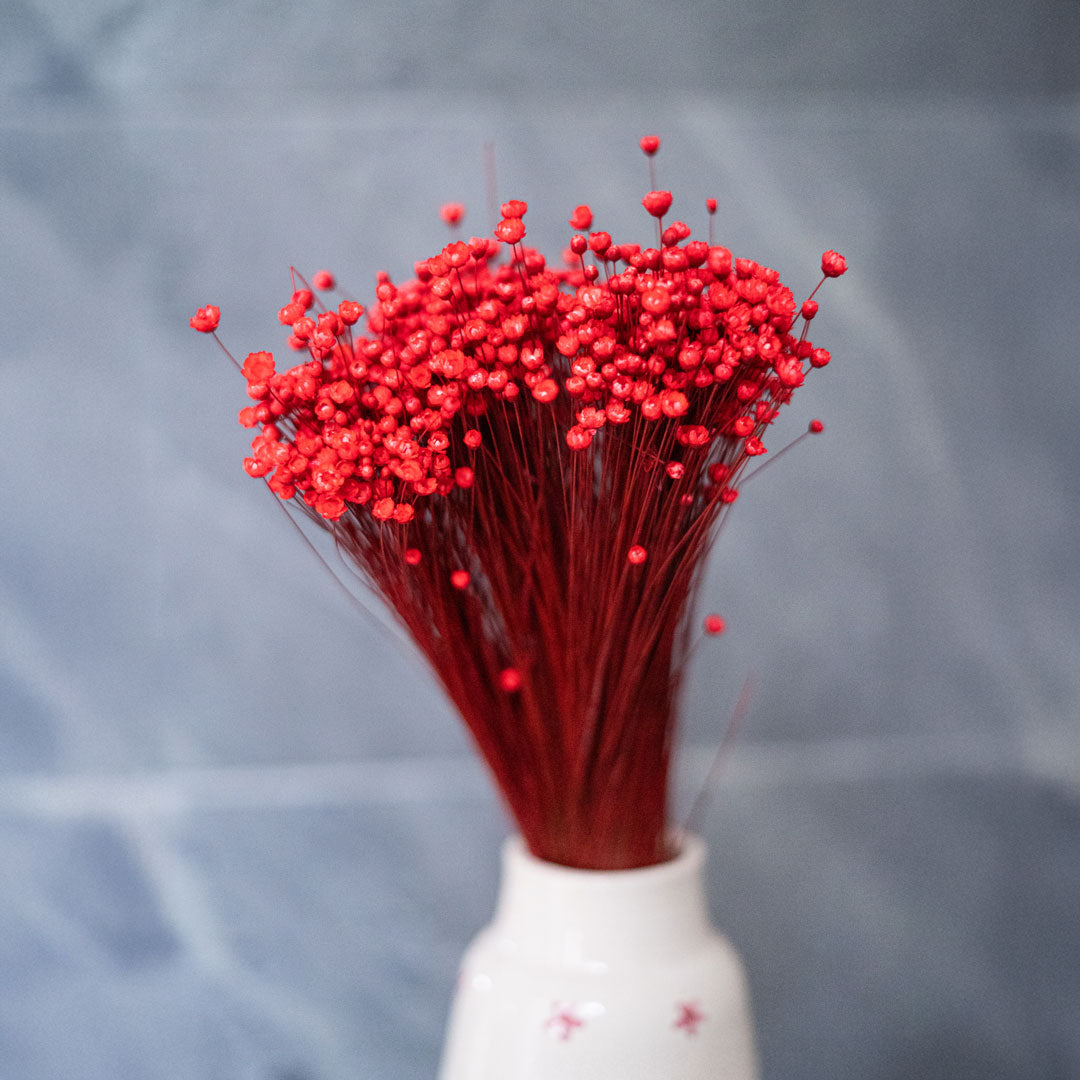 Flowrette Fleurs séchées Glixia botte fleur séchée rouge x1