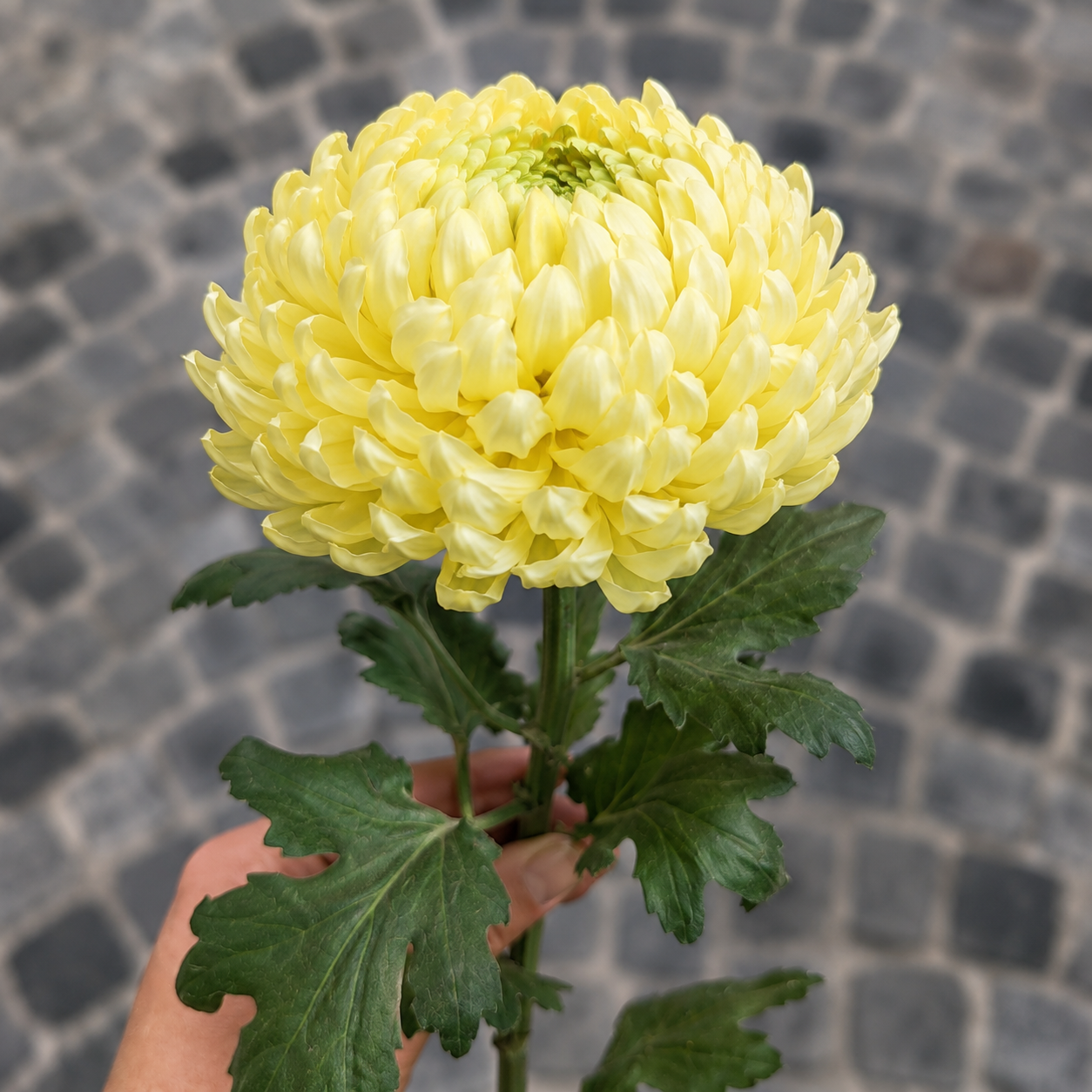 Sia Chrysanthème tige fleur artificielle jaune 86 cm