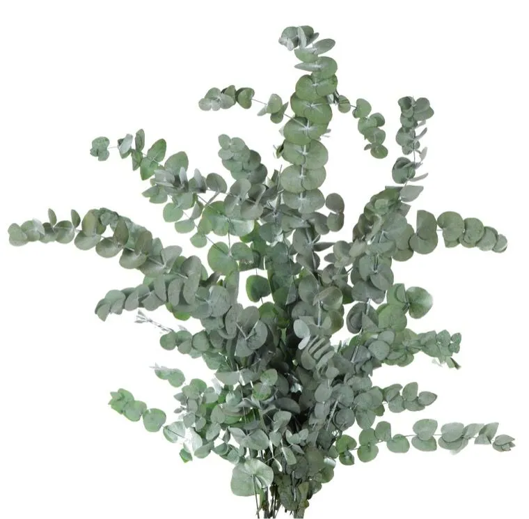 Feuillazur Rungis Eucalyptus Cinerea stabilisé vert 80cm