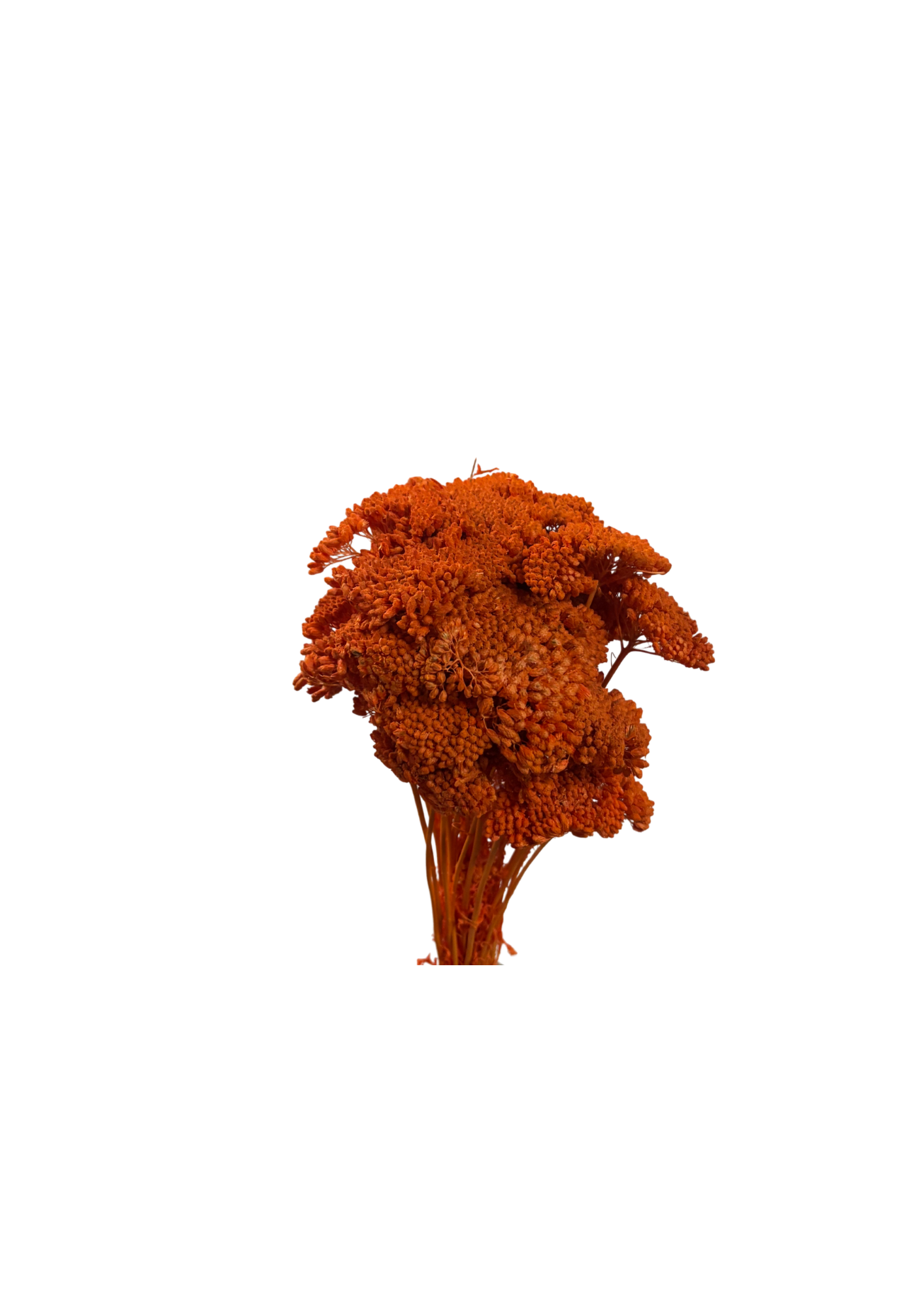 Feuillazur Rungis Séchés Stabilisés achillea séché orange