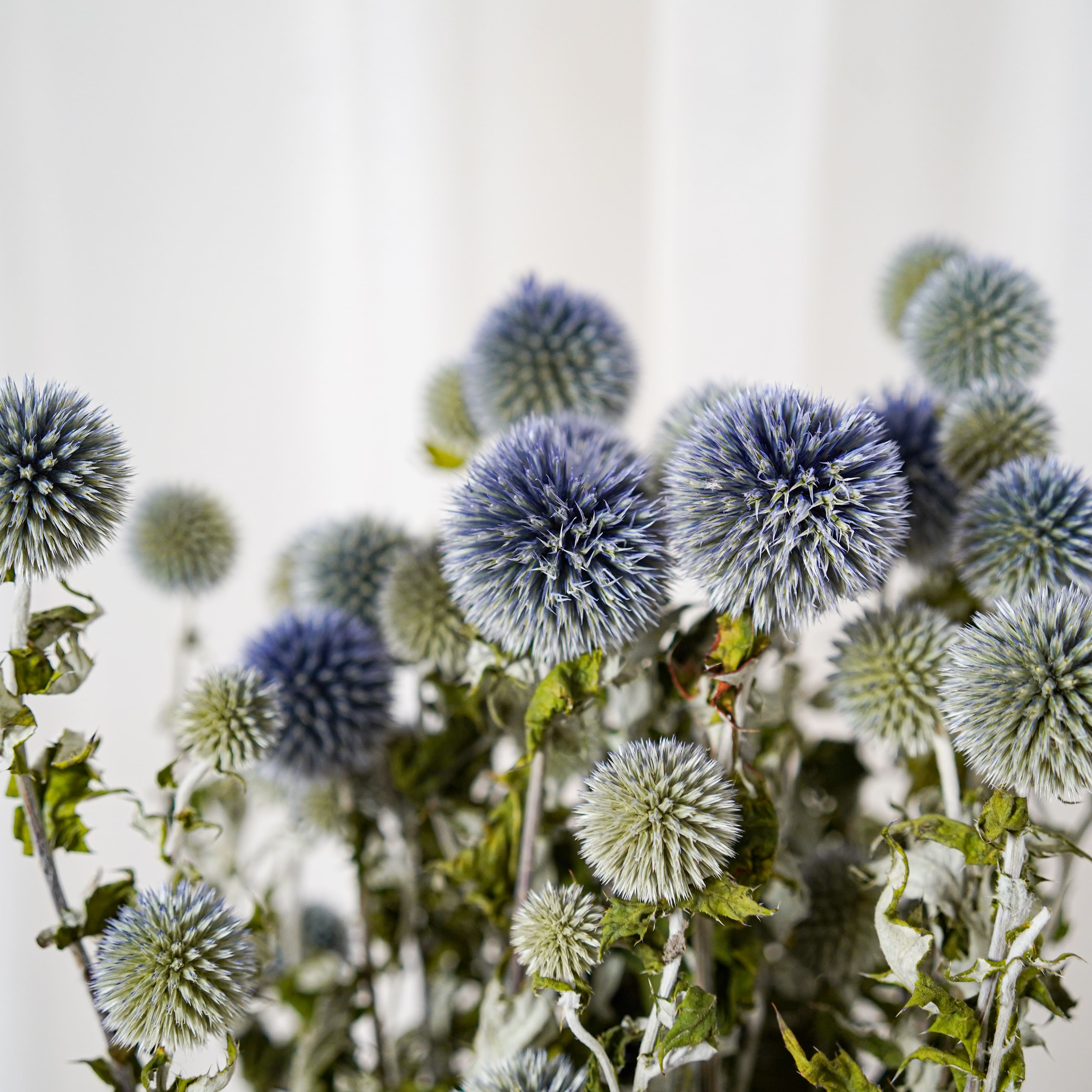 Flowrette Fleurs séchées Botte Echinops bleu x1