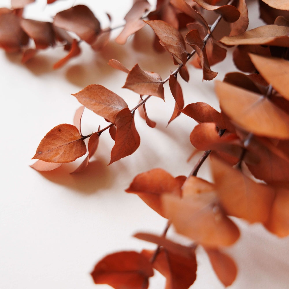 Flowrette Fleurs Stabilisées Botte Eucalyptus Orange x1
