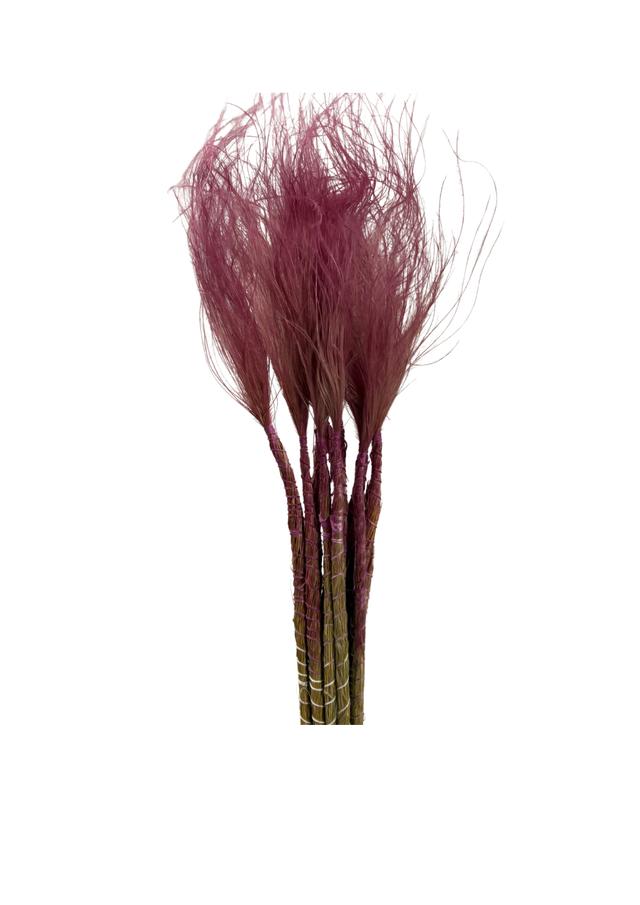 Feuillazur Rungis Stypa Pennata Tuffs graminée séchée rose clair