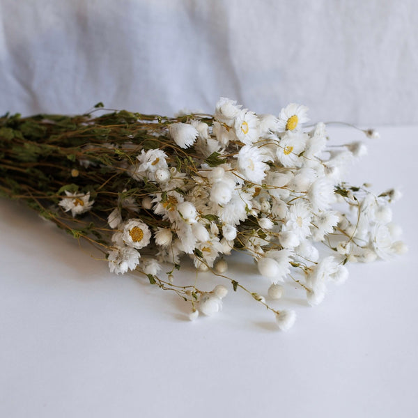 Flowrette Fleurs Séchées botte rhodanthe blanche