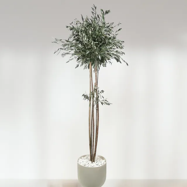Ateliers Ouchamp Plantes Olivier Stabilise Fin 1m80
