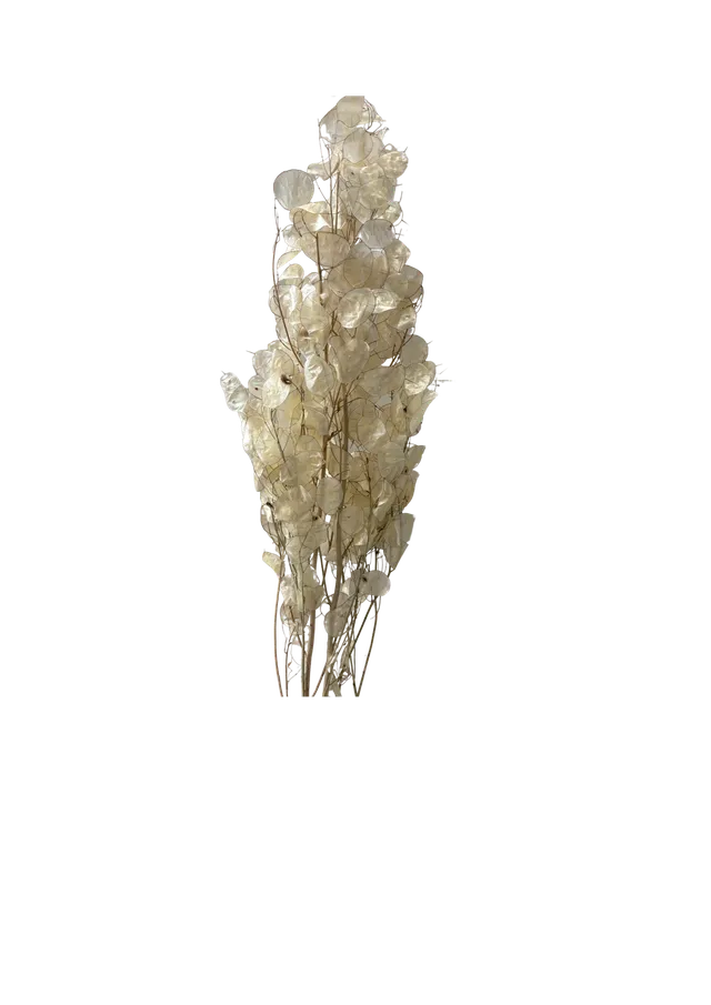 Feuillazur Rungis Lunaria fleur séchée blanc monnaie du pape