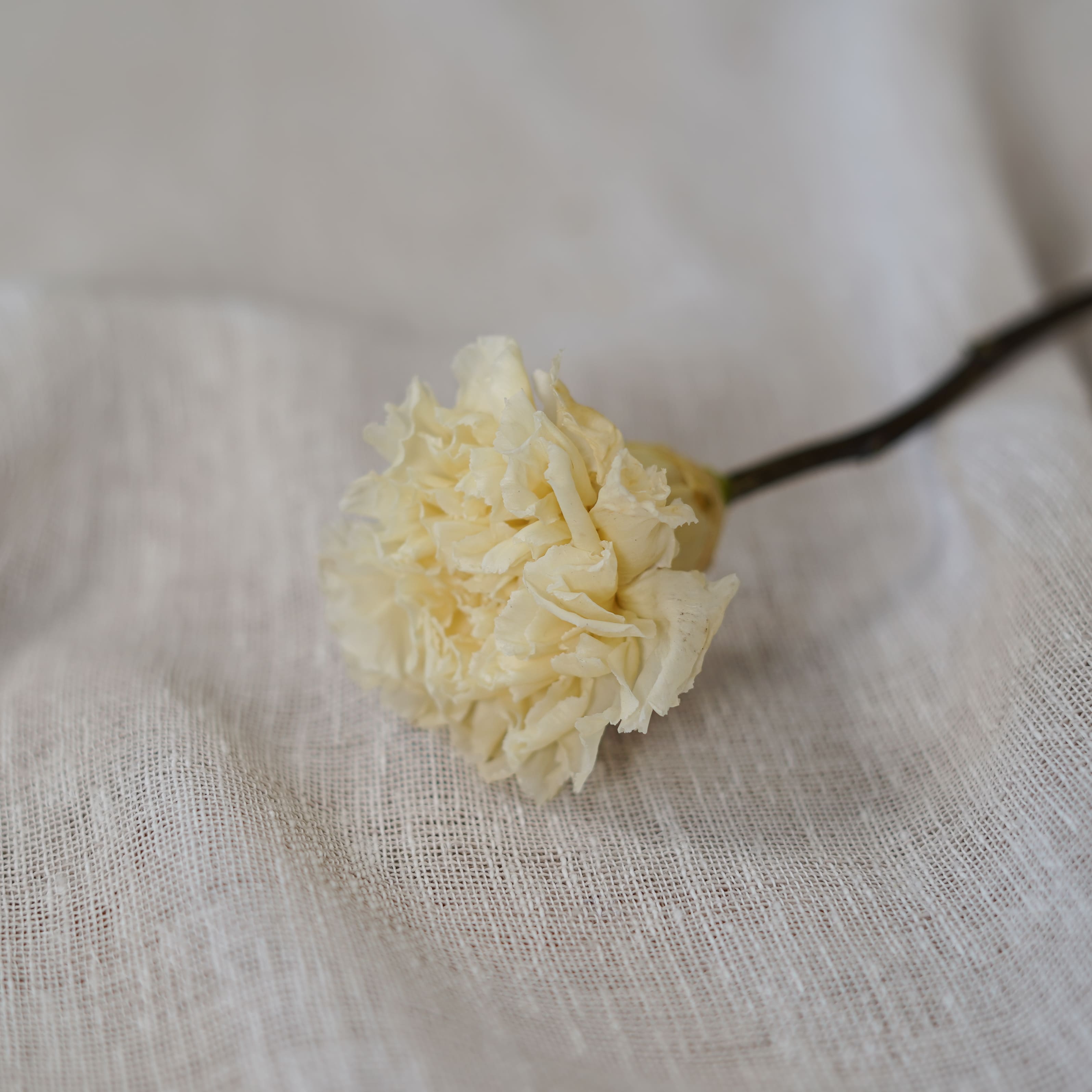 Flowrette Fleurs stabilisées Oeillet ivoire x1 naturel durable