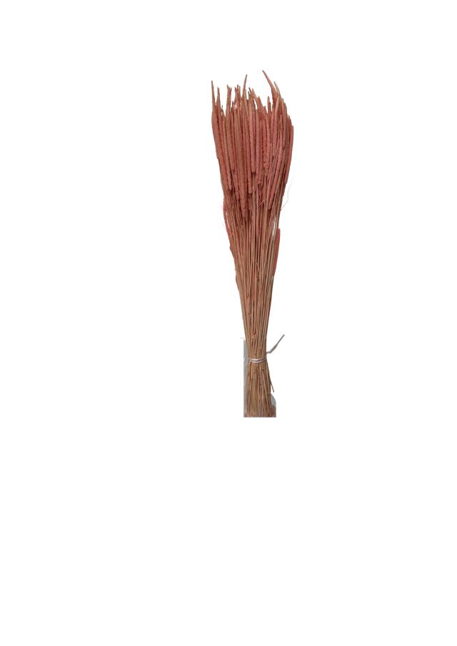 Feuillazur Rungis Phleum Fleur Séchée Naturel 60 cm