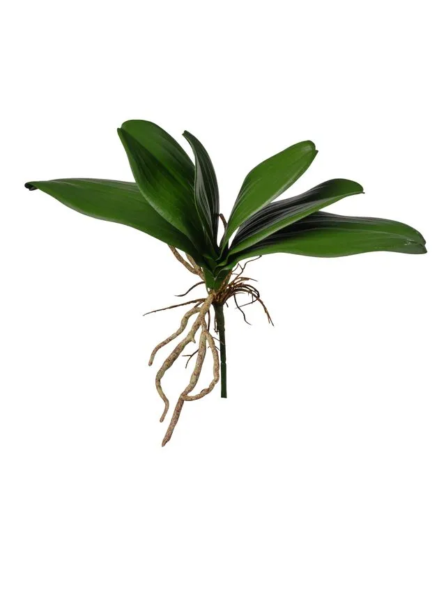 Feuillazur Feuilles orchidées artificielles vert 22 cm