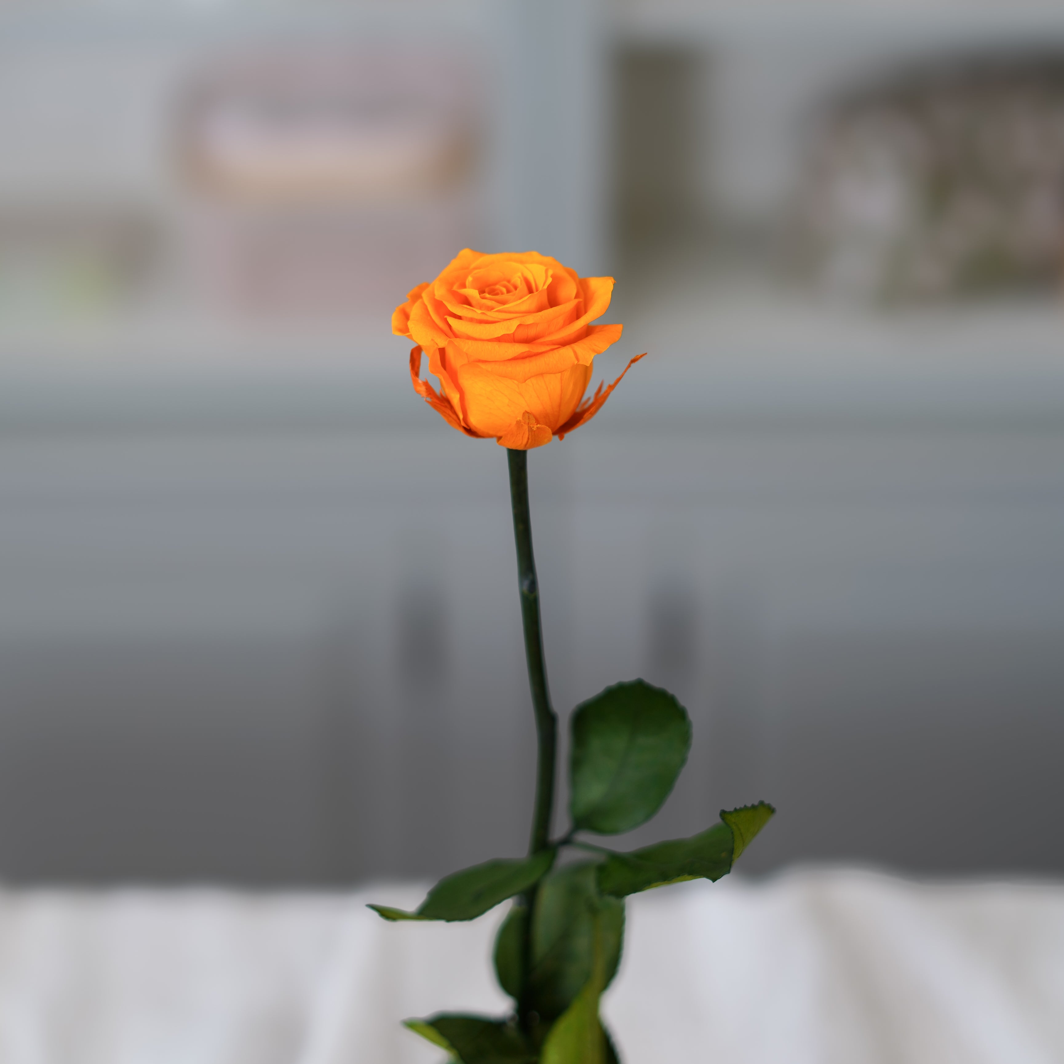 Flowrette Rose éternelle stabilisée orange x1