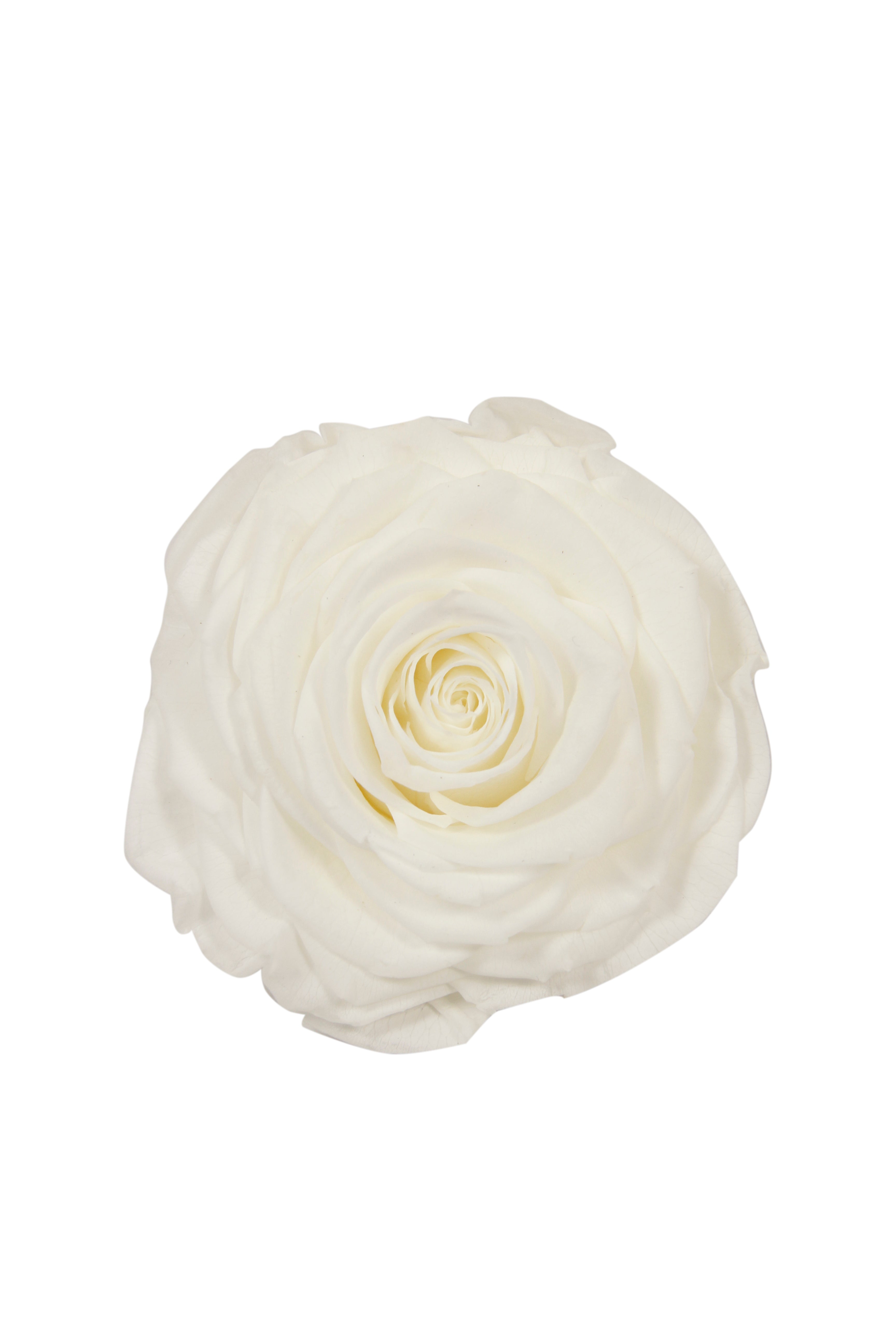 Feuillazur Rungis Rose stabilisée XL fleur rouge 10cm