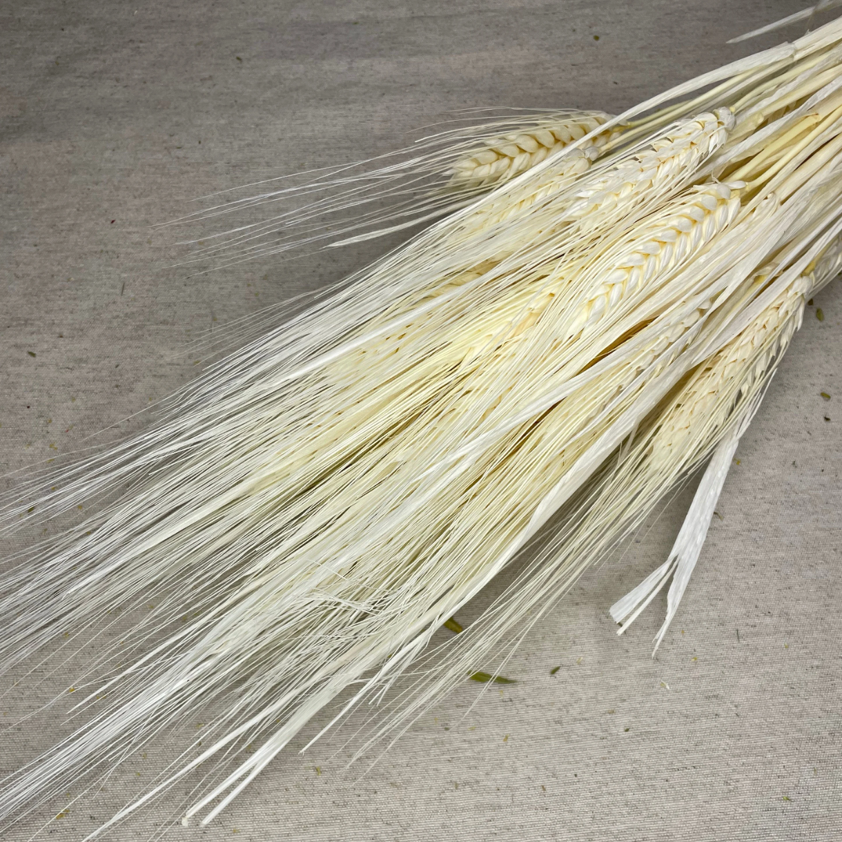 Ateliers Ouchamp Botte blé séché champagne 30 cm 100 g