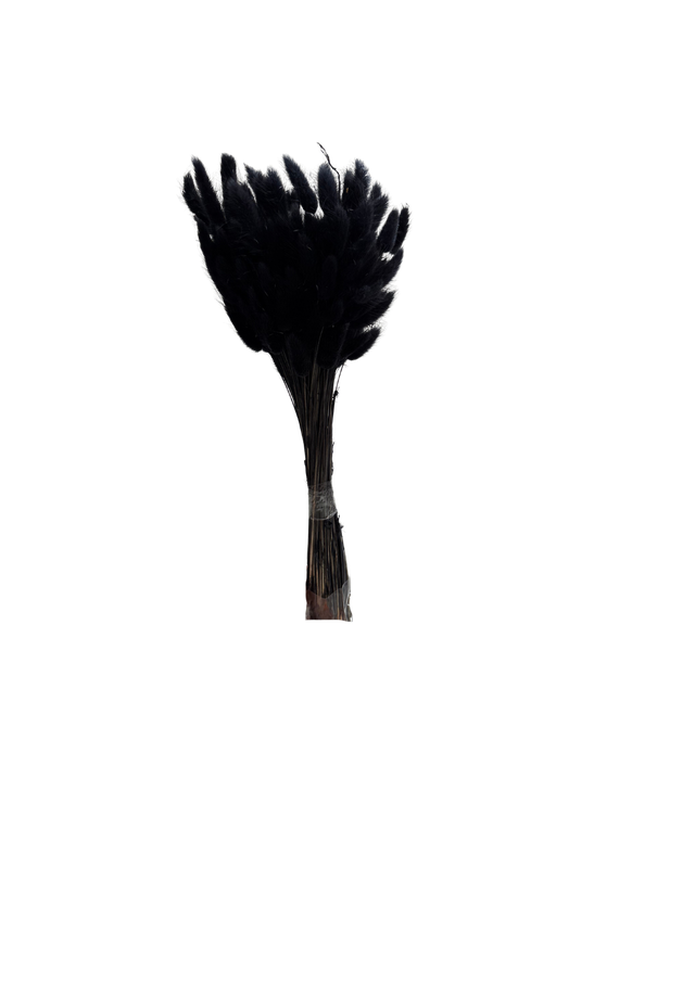 Feuillazur Rungis Lagurus fleur séchée 70 cm naturel