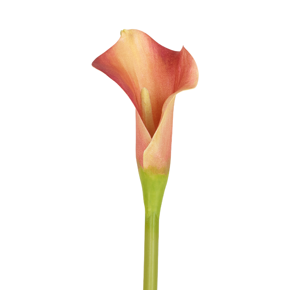 Sia Arum Kelly tige fleur artificielle orange 52 cm