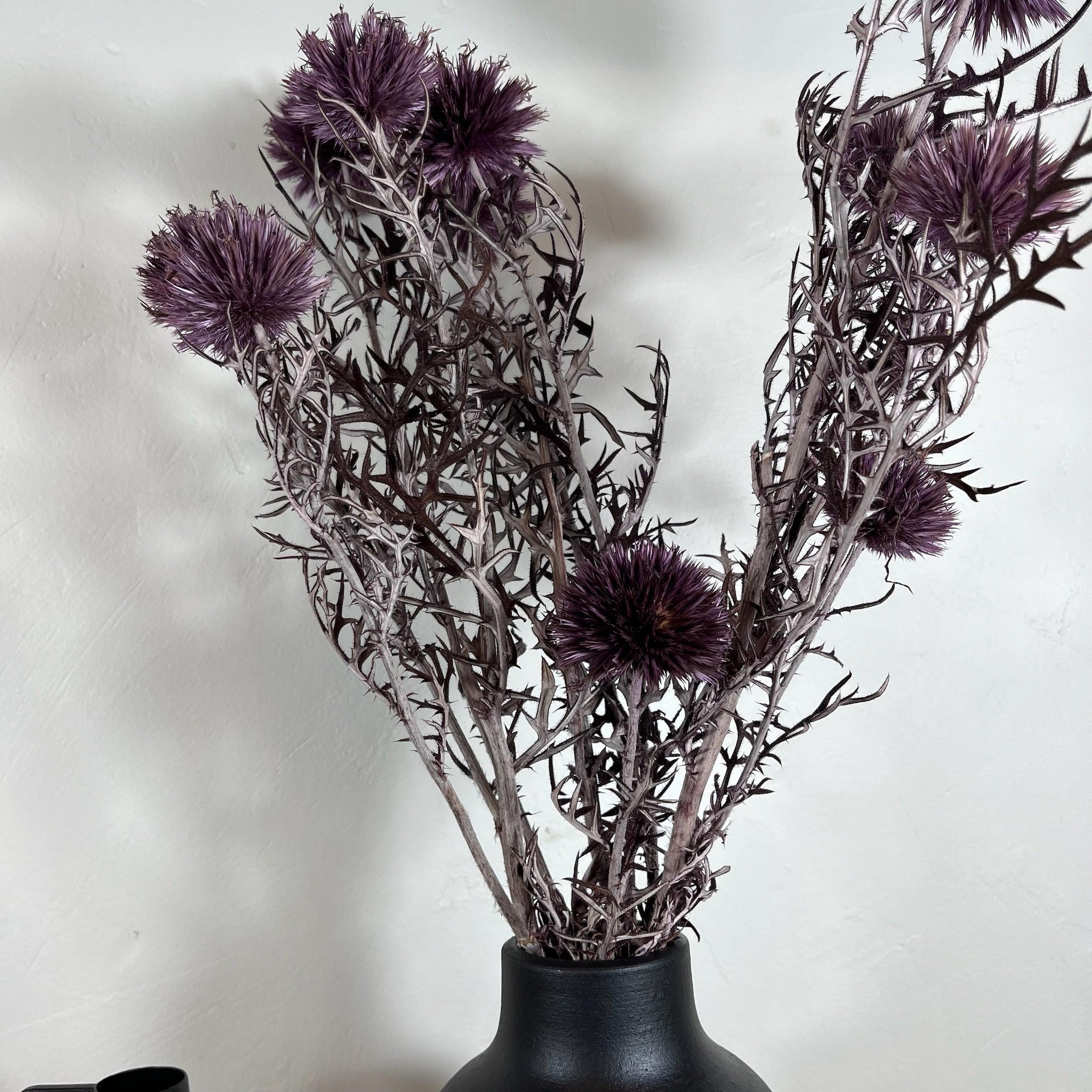 Ateliers Ouchamp Chardon Echinops botte stabilisée violet 50 cm