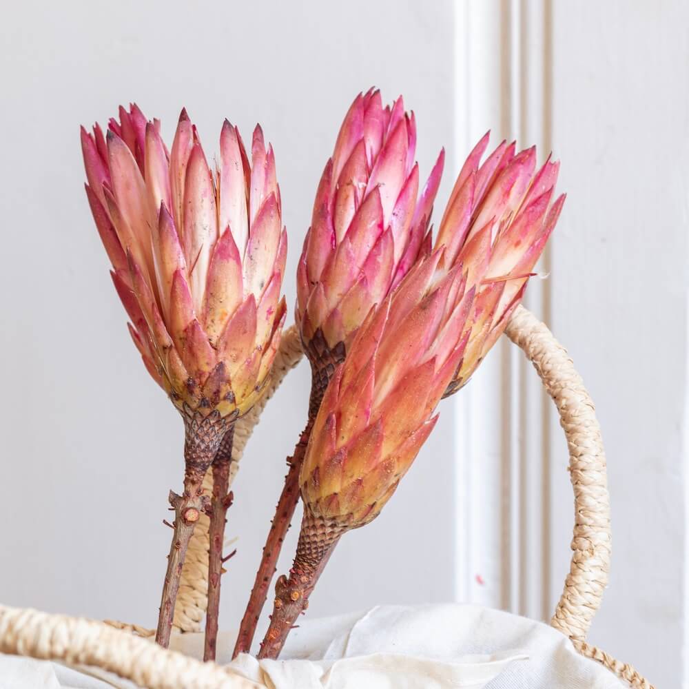 Flowrette Protea stabilisé fleur séchée botte 5 exotique