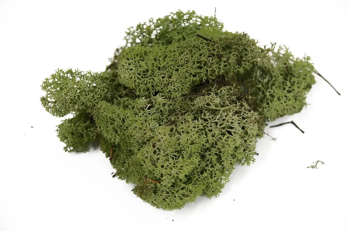 Feuillazur Rungis Lichen mousse stabilisée Spring Green 500g