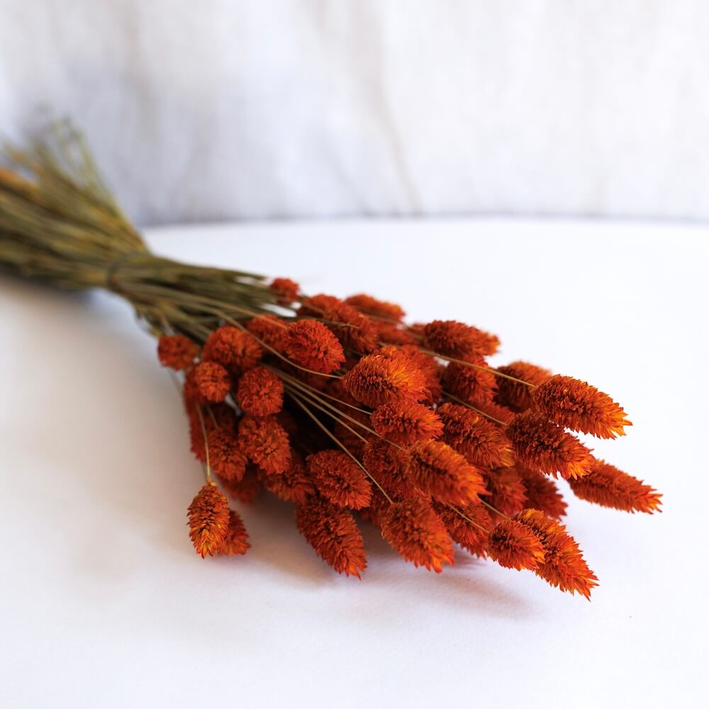Flowrette Fleurs séchées Botte Phalaris orange x1