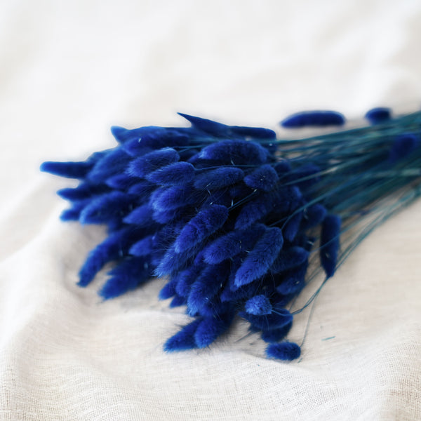 Flowrette Lagurus bleu botte fleurs séchées queue lièvre