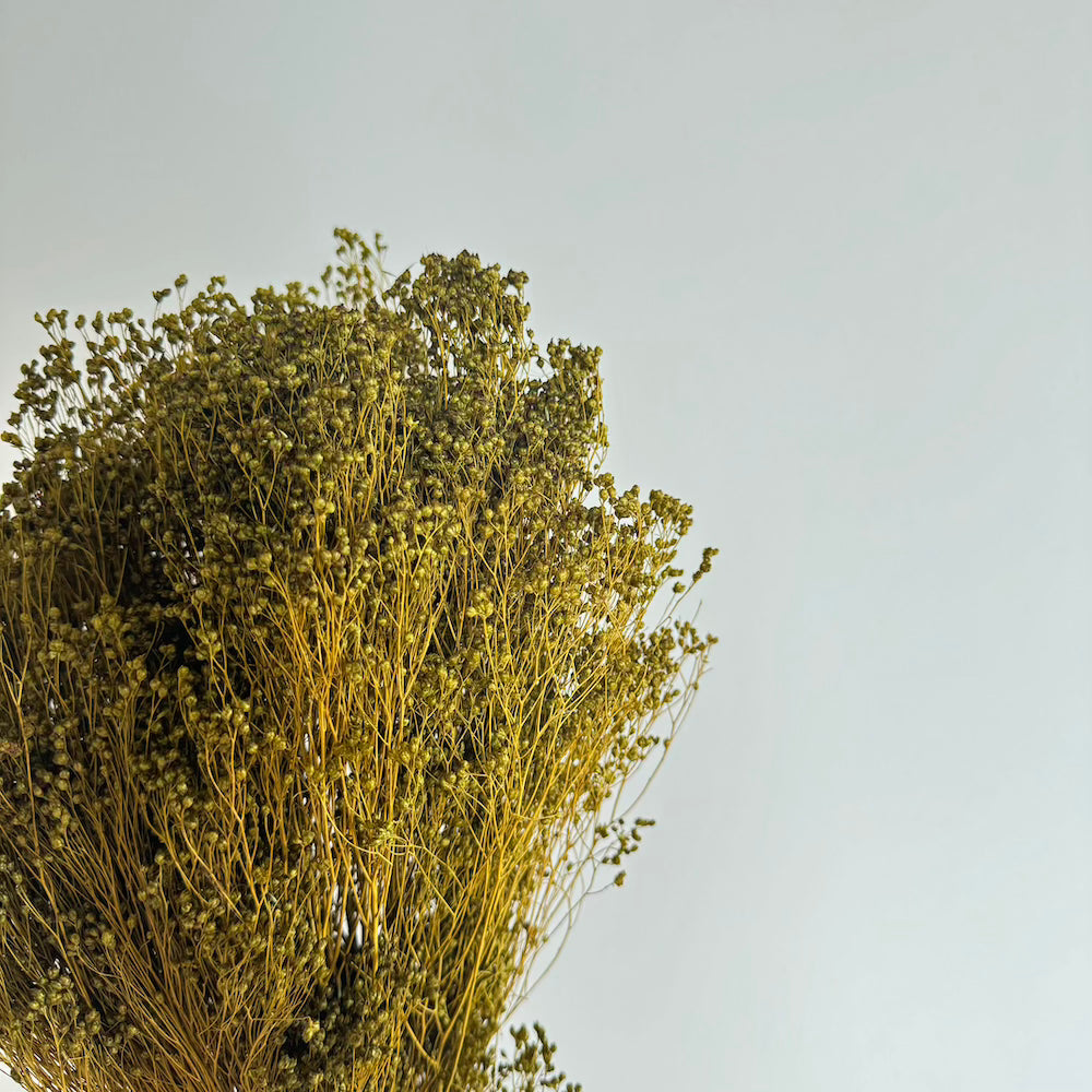 Flowrette Broom Bloom vert olive fleurs séchées botte x1