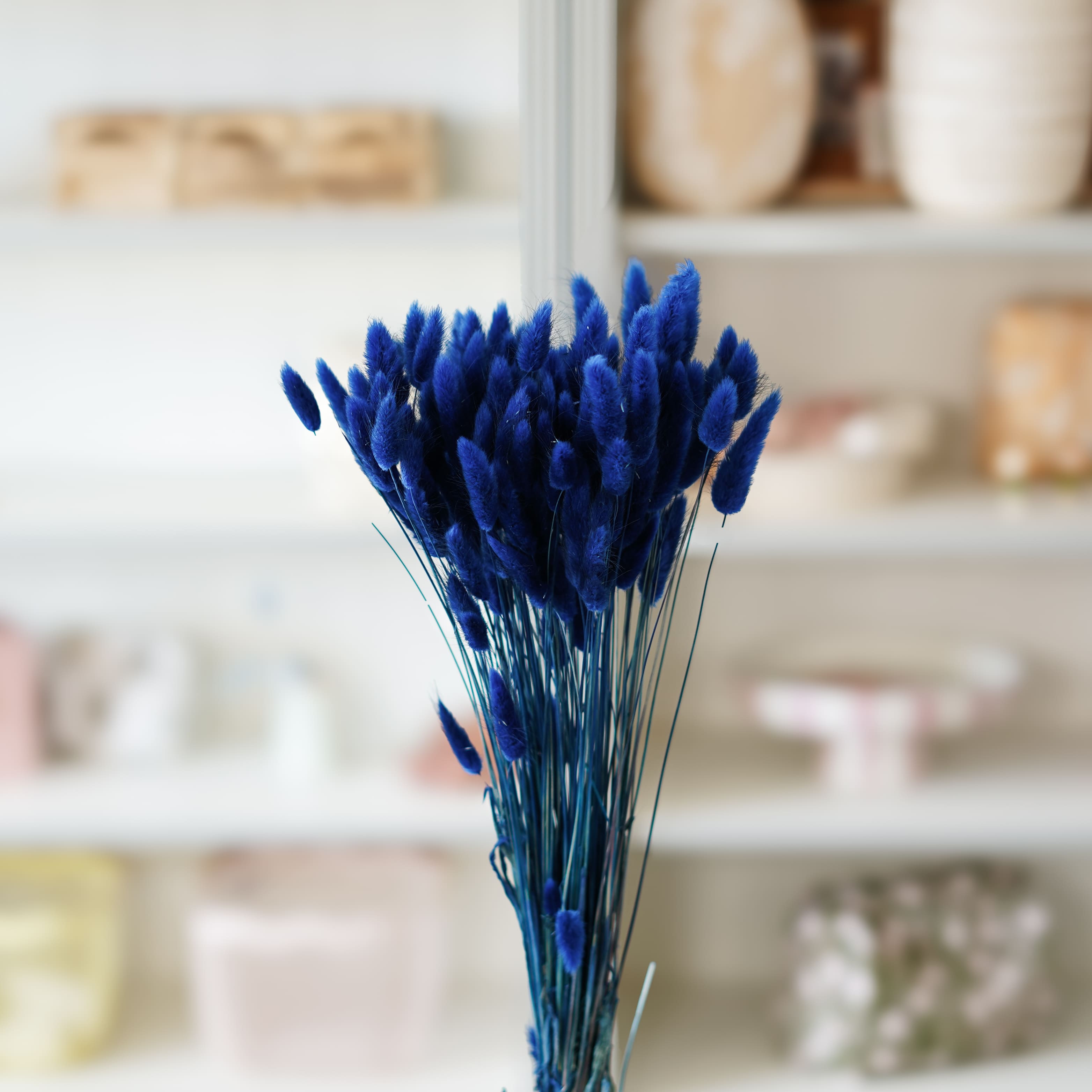 Flowrette Lagurus Bleu botte x1 queue lièvre séchée