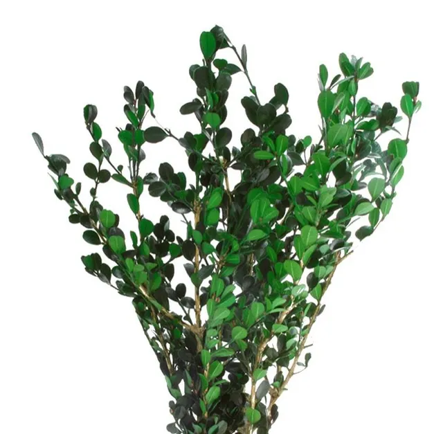 Feuillazur Rungis Buxus feuillage stabilisé vert 50cm