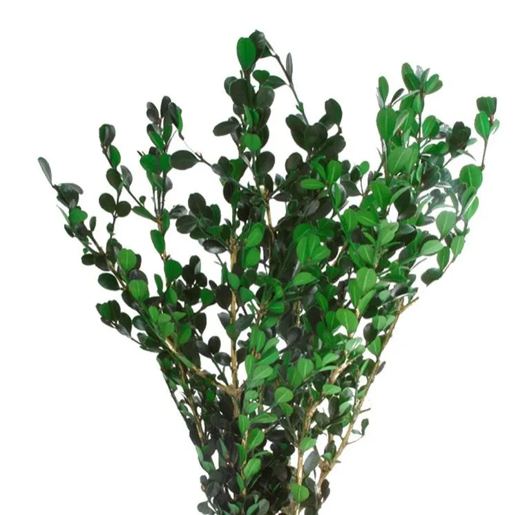 Feuillazur Rungis Buxus feuillage stabilisé vert 50cm